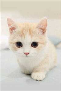 重生猛妻:少帅大人慢慢哄全文阅读