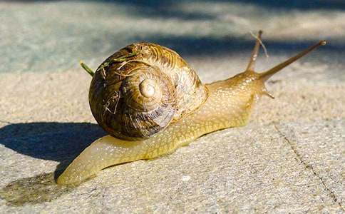 小学三年级日记:蜗牛蜗牛向上爬