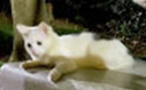 小猫动物观察日记合集(15篇)