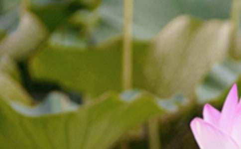 夏至安静唯美有哲理的句子(精选220句)