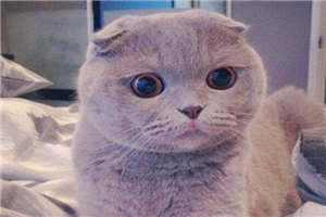 和离书（叶珑月封卿夜）小说全文免费阅读无弹窗_（和离书）叶珑月封卿夜小说全文免费阅读最新章节列表笔趣阁（和离书）