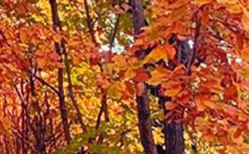 景色优美句子汇总86句